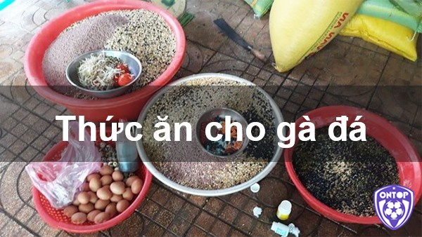 Các loại mồi cho gà đá chuyên dùng làm ăn chính là gì?