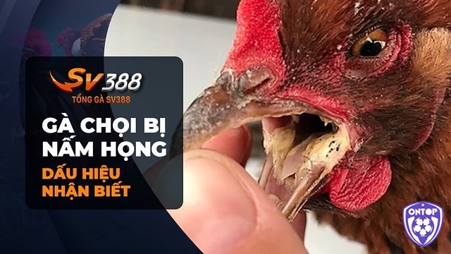 Khám phá những nguyên nhân phổ biến gây ra nấm họng ở gà chọi nhé