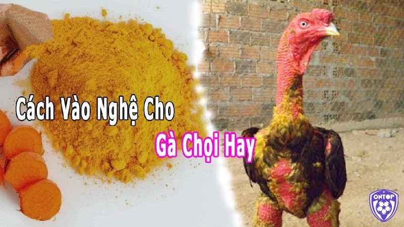 Cách vào nghệ cho gà rất đơn giản và dễ thực hiện 