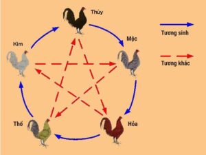 Cách xem ngày đá gà thú vị theo 12 con giáp, ngũ hành