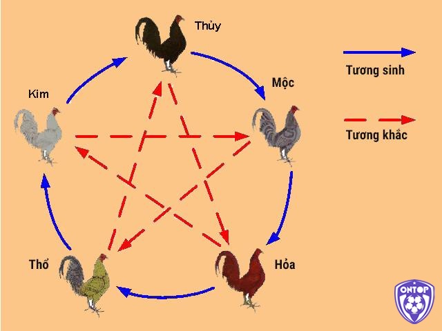 Xem ngày đá gà theo ngũ hành rất thú vị