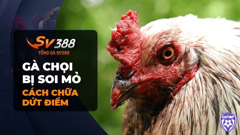 Tìm hiểu về cách chữa gà chọi bị soi mỏ cùng ONTOP88 nhé!