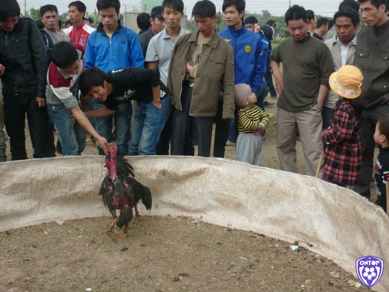 Khám phá một số luật chơi đá gà miền Bắc cơ bản dành cho người mới