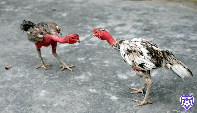 Kinh nghiệm lựa chọn nguồn gốc và dòng máu gà chuẩn xác