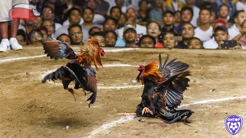 Kinh nghiệm lựa chọn chế độ dinh dưỡng cho gà chọi!