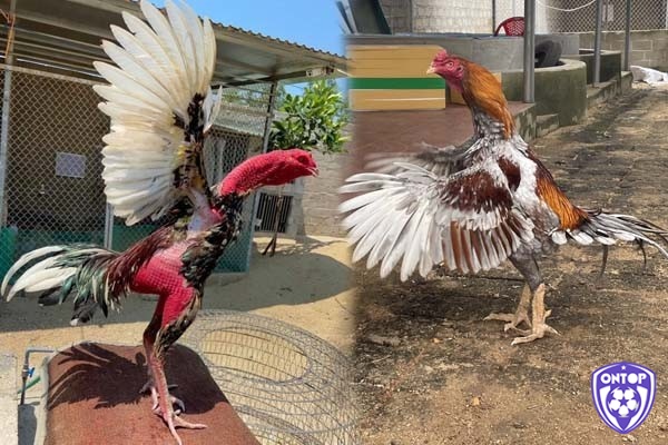 Áp dụng chế độ nghỉ ngơi và hồi phục sau huấn luyện chuyện nghiệp