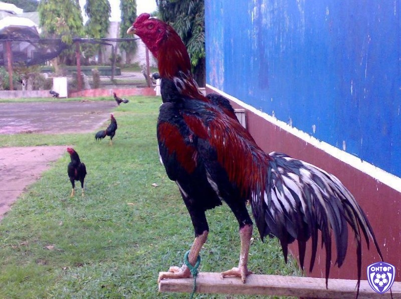 Kỹ thuật thực tế để chọn gà đá hiệu quả