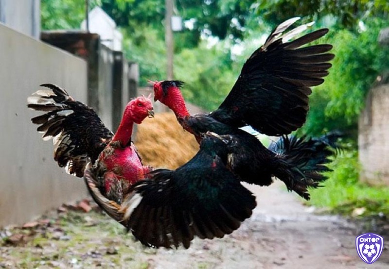Nguồn gốc và dòng máu của gà đá