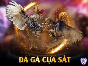 Đá gà cựa sắt - Lịch sử, quy tắc và ảnh hưởng văn hóa
