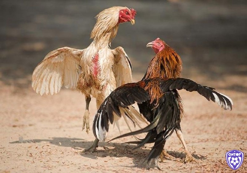 Văn hoa đá gà có gì độc đáo?