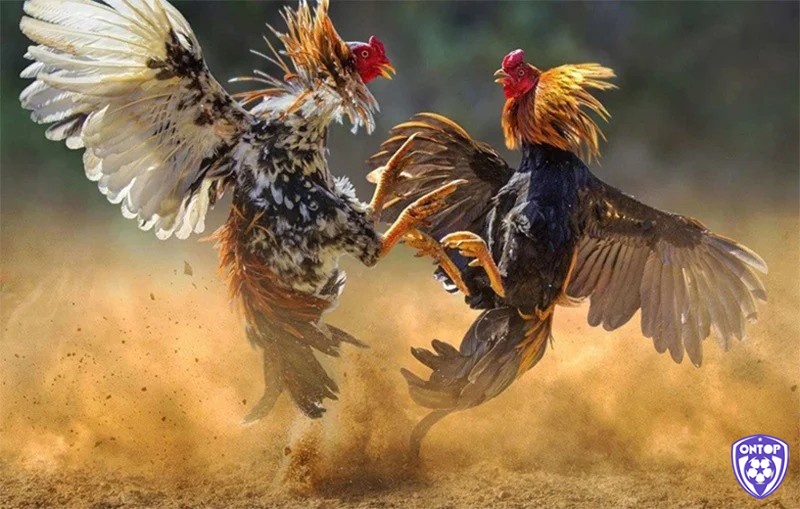 Những dạng thiết bị và dụng cụ trong trận đá gà cựa sắt