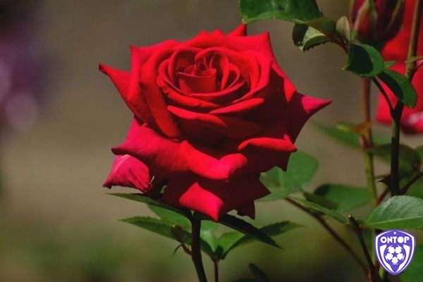 Giải mã giấc mơ thấy hoa hồng để biết được tương lai