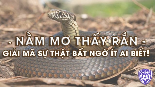 Giải mã giấc mơ về rắn để có được điềm báo bất ngờ