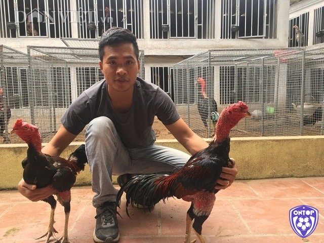 Cách nuôi gà chọi các giống gà nổi tiếng được yêu thích nhất là gà Tre và gà Lạng Sơn