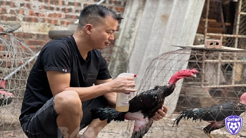 Trong cách nuôi gà chọi cần quan tâm đến tiêu chuẩn thiết kế chuồng phù hợp với số lượng đàn gà