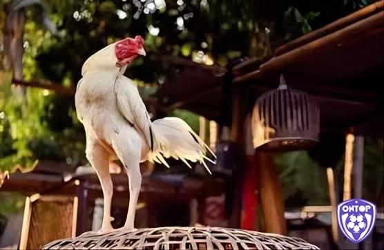 Thức ăn chính của gà chọi thường bao gồm các loại hạt như gạo, ngô, lúa mì và đậu xanh