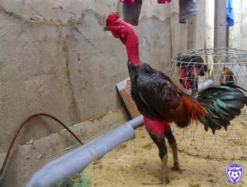 Vệ sinh chuồng trại là yếu tố quan trọng hàng đầu trong việc phòng ngừa bệnh tật