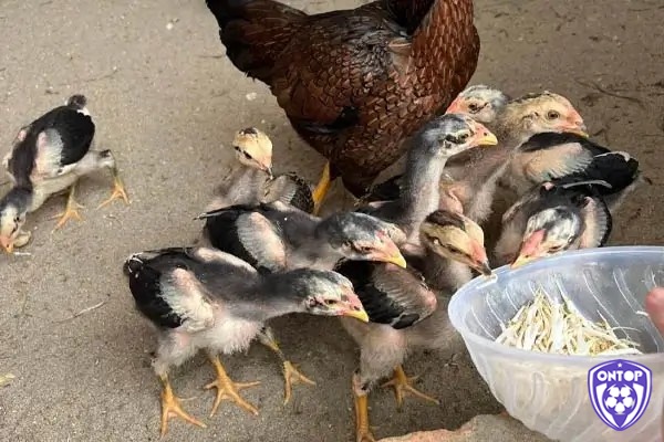 Cách nuôi gà chọi với các kỹ thuật luyện tập cơ bản và chuyên sâu để đạt được hiệu quả