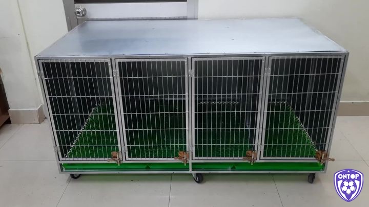 Thông thoáng giúp gà khỏe mạnh, giảm nguy cơ bệnh tật