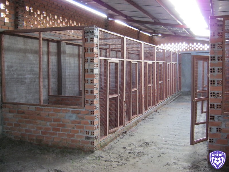 Lựa chọn chuồng ngủ phù hợp và chất lượng giúp bảo vệ sức khỏe gà chọi và nâng cao hiệu quả nuôi dưỡng