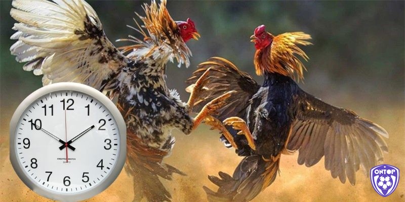 Thời gian trận đấu chọi gà đòn thường được chia thành nhiều hiệp đấu