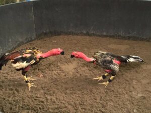 Đá gà đòn là gì? Luật chơi và bí quyết cược hiệu quả