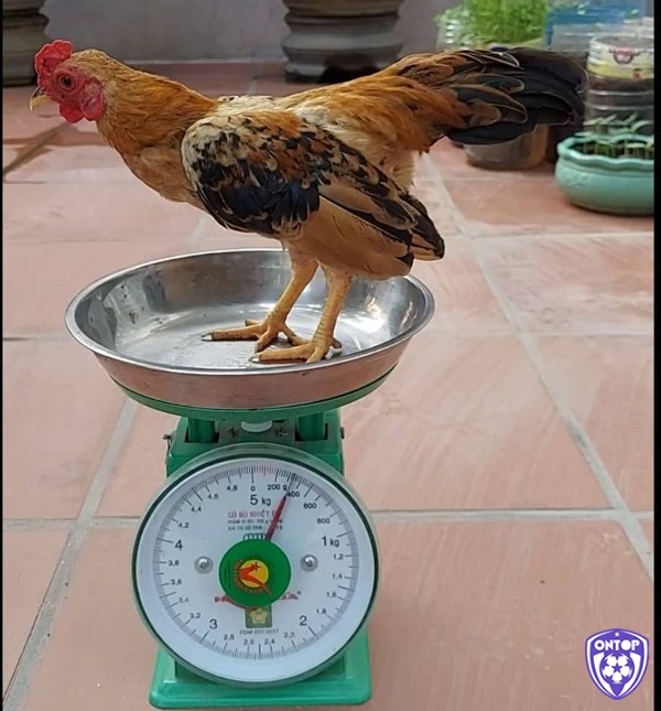 Trước khi trận đá gà đòn bắt đầu chiến kê của hai bên sẽ được cân 