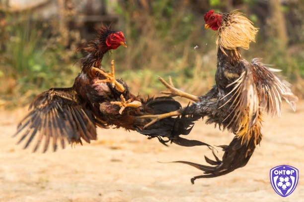 Kê thủ cần biết đánh giá sức mạnh của chiến kê khi theo dõi đá gà đòn