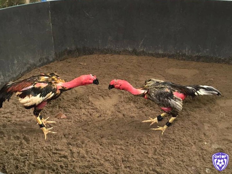 Đá gà đòn là một trong những hình thức chọi gà hấp dẫn