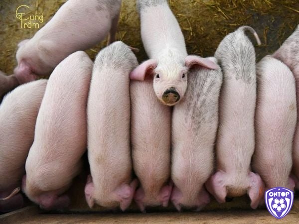 Giải mã giấc mơ thấy heo đẻ là điềm báo gì cùng các con số may mắn liên quan