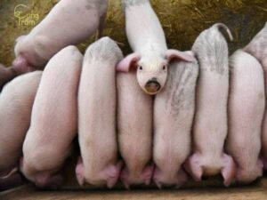 Mơ thấy heo đẻ là điềm báo gì? Đánh số bao nhiêu trúng?